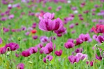 poppy violet flower nature background beautiful flowers plant stock photo
