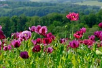 poppy violet flower nature plant opium field landscape stock photo