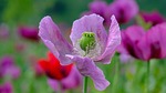poppy violet flower nature plant opium beautiful flowers stock photo