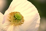 poppy papaver somniferum spring white nature medicinal detail stock photo