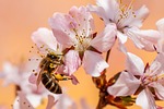 bee insect honey pollen garden nectar nature bloom stock photo
