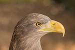 eagle portrait beak eye bird nature detail feather stock photo
