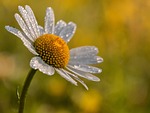 daisy flower dew dewdrops water droplets pollen nectar stock photo