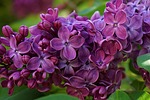 lilac flower no purple garden flowers spring cereal stock photo