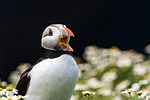 puffin bird animal seabird beak plumage feathers nature stock photo