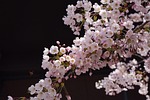 sakura flower spring cherry blossoms bloom beautiful flowers stock photo