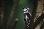 great spotted woodpecker cub bird wildlife nature animal stock photo
