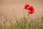 poppy flower nature red plant beautiful flowers background stock photo