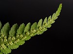 fern worm fronds close up plant green spores stock photo