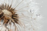 dandelion seed closeup drop dew white light transparent stock photo