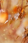 autumn leaves foliage colors season fall nature stock photo