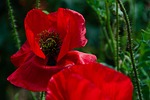 poppy blossom bloom nature red corn meadow summer stock photo