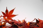 leaves autumn fall colorful nature park mood maple stock photo