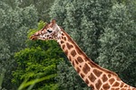 zoo giraffe animal nature wildlife africa mammal safari stock photo