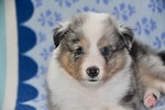 dog puppy shetland sheepdog pure-breed pure breed raven stock photo