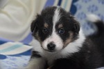 dog puppy shetland sheepdog baby pure-breed pure breed stock photo