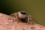 spider jumper insect predator stock photo
