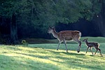 deer parent child morning cute kojika stock photo