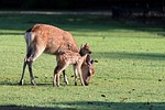 deer parent child morning cute kojika stock photo