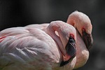 flamingo flamingos pink birds bird tropical beak exotic stock photo