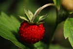 wild strawberry ripe nature macro close-up close up stock photo