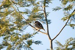 flame robin bird wings perched perching female wildlife stock photo