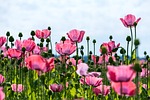 poppy flower pink flowers blossom bloom background beautiful stock photo