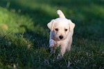dog animal nature puppy cute young male adorable stock photo