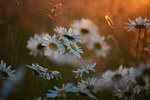 marguerite flowers flower background meadow daisy ox eye stock photo