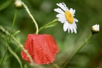 poppy daisy flower meadow pointed wet nature rain stock photo