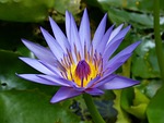 water lily flower wallpaper plant background petals bloom stock photo