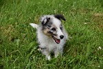 puppy young dog shetland sheepdog nature blue merle stock photo