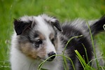 puppy young dog shetland sheepdog blue merle breed stock photo