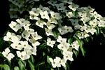 dogwood flowers flower wallpaper blossom beautiful background bloom stock photo
