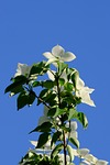 dogwood flowers blossom bloom white flat shrub beautiful stock photo