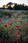 poppies flower wallpaper field sunset meadow beautiful flowers stock photo