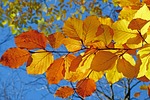 foliage leaves autumn leaf veins yellow fall colors stock photo