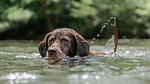 chocolate labrador swimming dog puppy swim water pet stock photo