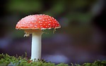 toadstool mushroom nature red forest stock photo