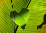 leaf heart green shadow play veins sheet plants stock photo