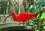 bird exotic scarlet ibis red tropical nature wildlife stock photo