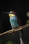 bird european bee eater plumage perched branch beak stock photo