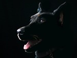 dog pet animal nature black mammal canine adorable stock photo