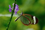 butterfly flower wallpaper insect nature background animal wing stock photo