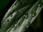 leaf plant texture drops water surface wet rain stock photo