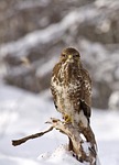 buzzard bird buteo winter nature predator of prey stock photo