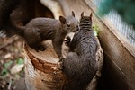 squirrels rodents nature animal mammal tree log fauna stock photo