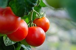 tomatoes fresh bush vegetables healthy harvest stock photo