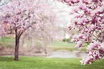 magnolia trees springtime pink flowers blossom spring flowering stock photo