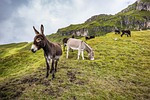 donkeys mules animals mammals grazing nature grass grassland stock photo